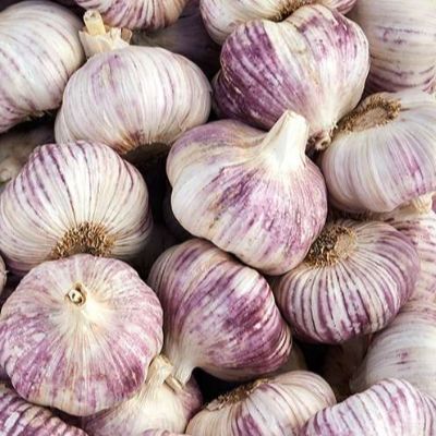 WhatsApp Image 2026-03-20 at 11.47.10 (1)