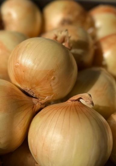 cebolas (2)